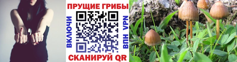 Псилоцибиновые грибы мухоморы  где продают   МЕГА сайт  Пласт 